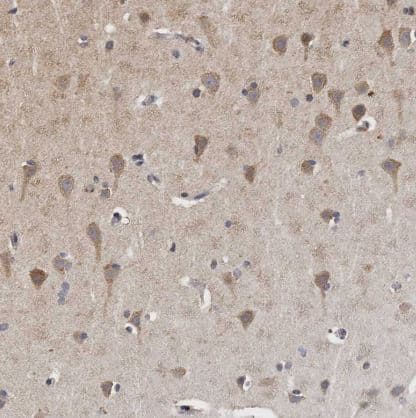 Immunohistochemistry-Paraffin: N-Acetylglucosaminyltransferase V/MGAT5 Antibody [NBP1-83354] -Staining of human cerebral cortex shows moderate cytoplasmic positivity in glandular cells.