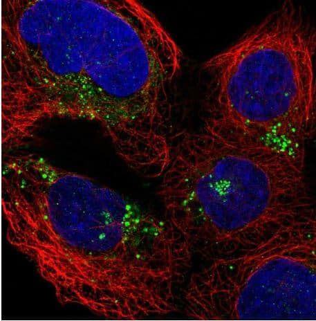 ICC/IF-GILT/IFI30 Antibody-NBP1-83366- Staining of human cell line A-431 shows localization to cell junctions & vesicles.