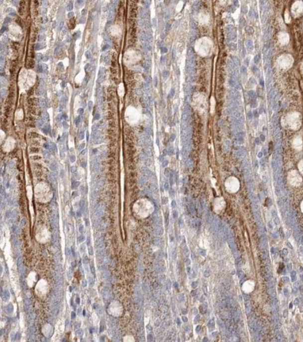 Staining of human duodenum shows strong cytoplasmic granular and membranous positivity in glandular cells.