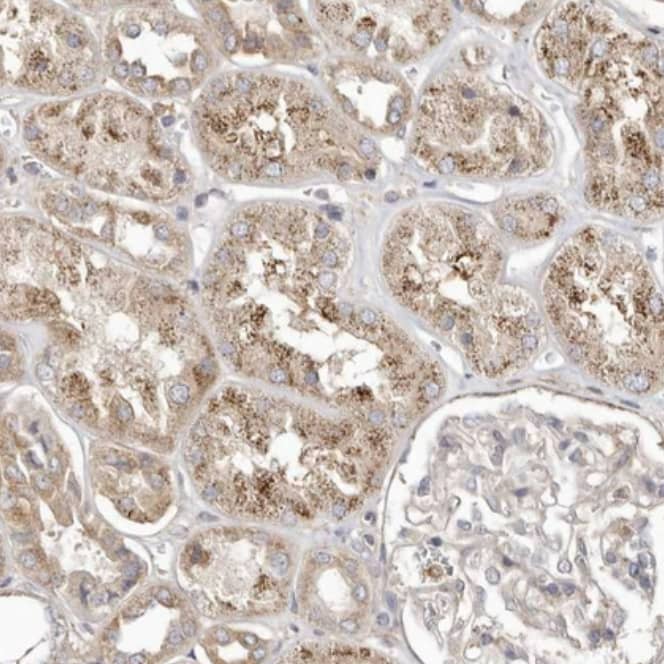  Staining of human kidney shows moderate cytoplasmic granular positivity in cells in tubules.