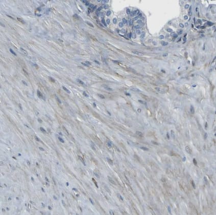Immunohistochemistry-Paraffin LRRN1/NLRR-1 Antibody - BSA Free