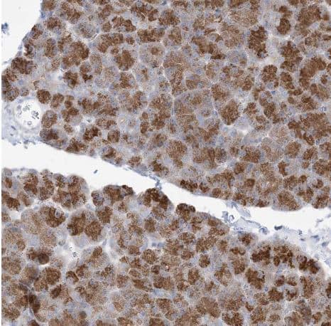 Immunohistochemistry-Paraffin: PLEKHA3 Antibody [NBP1-83924] - Staining of human pancreas shows strong cytoplasmic positivity in exocrine glandular cells.