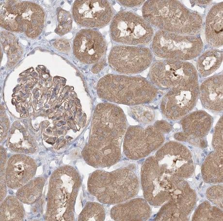 Immunohistochemistry-Paraffin: PLEKHA3 Antibody [NBP1-83924] - Staining of human kidney shows moderate cytoplasmic positivity in cells in tubules and cells in glomeruli.