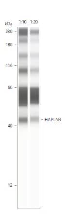 Simple Western HAPLN3 Antibody