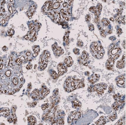 Immunohistochemistry-Paraffin MMRN2 Antibody