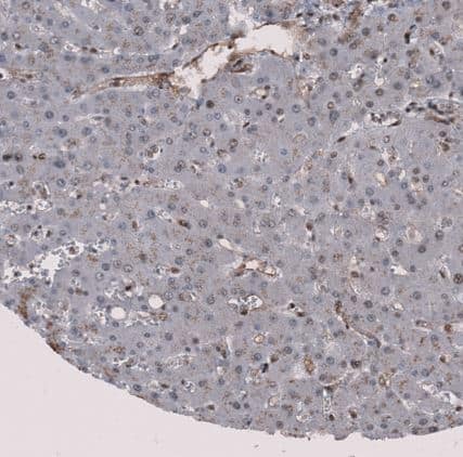 Immunohistochemistry-Paraffin: MMRN2 Antibody [NBP1-83977] - Staining of human liver shows weak cytoplasmic positivity in endothelial cells and no positivity in hepatocytes.