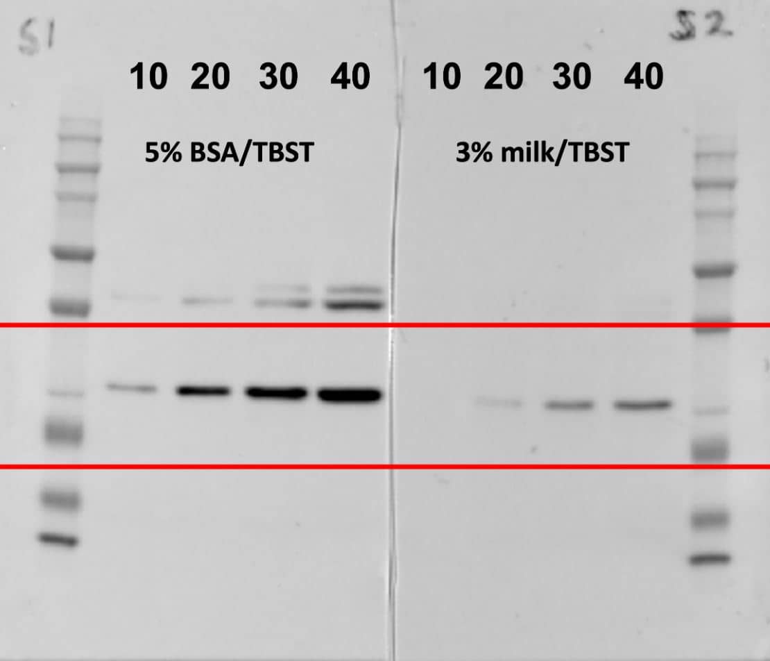 Western Blot: DUSP27/DUPD1 Antibody [NBP1-84040] - Rat soleus muscle loaded at 10, 20, 30 and 40 µg protein in lanes 2-5, and lanes 6-9. DUSP29 ab was diluted in 5% BSA/TBST or 3% milk/TBST and incubated overnight at 4°C. Secondary ab in 5%milk/TBST at 1:20K for 1 hour at RT. Image from verified customer review.