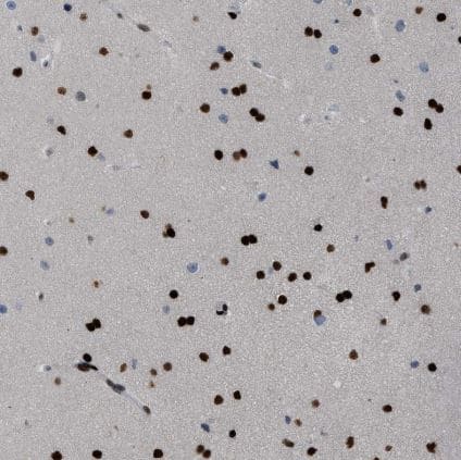 Immunohistochemistry-Paraffin: ZBTB20 Antibody [NBP1-84146] -Staining of human cerebral cortex shows strong nuclear positivity in glial cells.