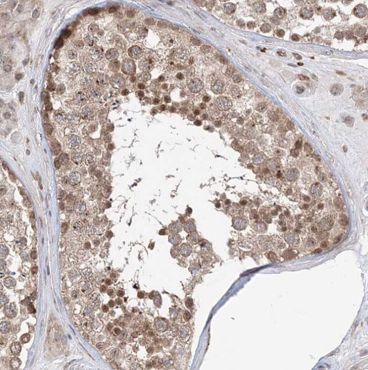 Immunohistochemistry-Paraffin ANAPC15 Antibody - BSA Free
