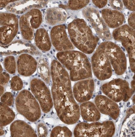 Immunohistochemistry-Paraffin LMAN2L Antibody