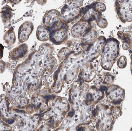 Immunohistochemistry-Paraffin: LMAN2L Antibody [NBP1-84152] - Staining of human placenta shows moderate granular cytoplasmic positivity in trophoblastic cells.