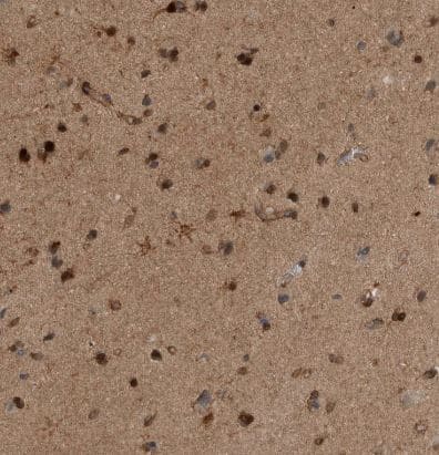 Immunohistochemistry-Paraffin: RAB3GAP2 Antibody [NBP1-84199] - Staining of human cerebral cortex shows moderate positivity in neuropil.