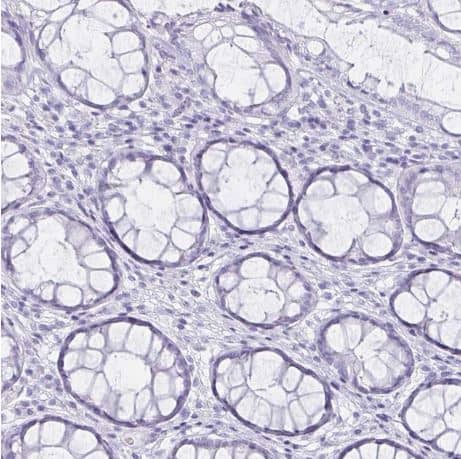 DEFA6 Antibody [NBP1-84281]-Staining of human rectum shows no positivity in glandular cells as expected.  