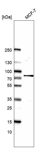 Analysis in human cell line MCF-7.