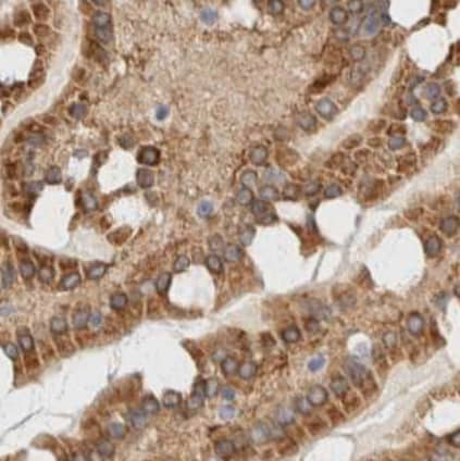 Immunohistochemistry-Paraffin: NT5C Antibody [NBP1-84563] -Staining of human intestine shows strong cytoplasmic positivity in glandular cells.