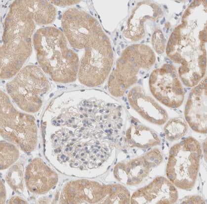 Immunohistochemistry-Paraffin: NT5C Antibody [NBP1-84563] -Staining of human kidney shows moderate cytoplasmic positivity in cells in tubules.