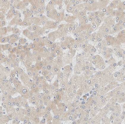 Immunohistochemistry-Paraffin: NT5C Antibody [NBP1-84563] -Staining of human liver shows weak cytoplasmic positivity in hepatocytes as expected.