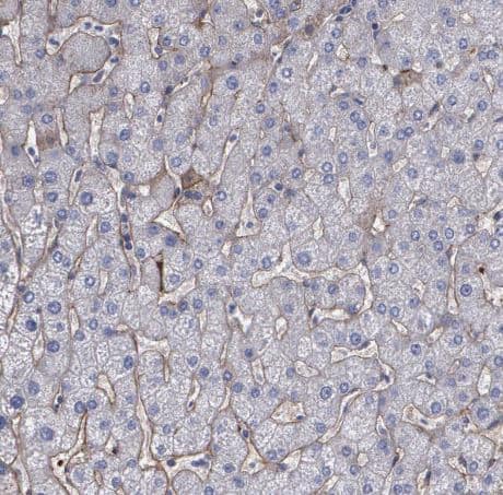 Immunohistochemistry-Paraffin: Fibulin 1 Antibody [NBP1-84726] -Staining  of human liver shows very weak cytoplasmic positivity in hepatocytes.