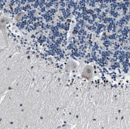 Immunohistochemistry-Paraffin: PHLDA1 Antibody [NBP1-84969] -Staining of human cerebellum shows weak cytoplasmic positivity in Purkinje cells as expected.