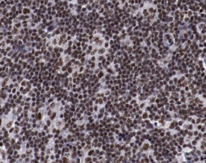 Immunohistochemistry-Paraffin ERH Antibody - BSA Free