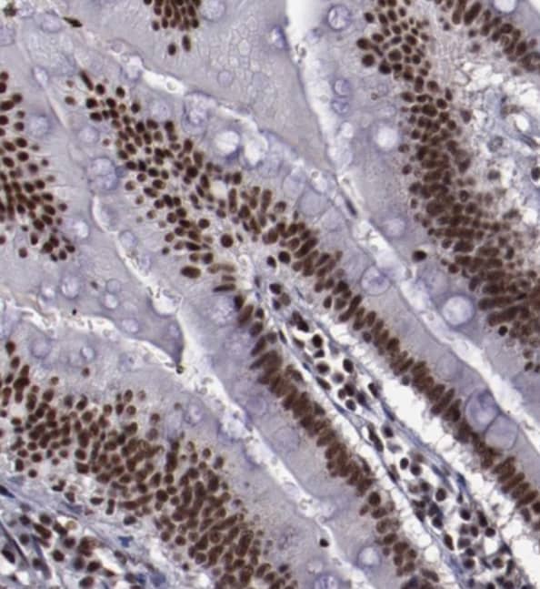 Immunohistochemistry-Paraffin ERH Antibody - BSA Free