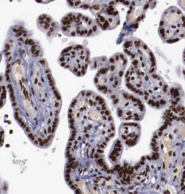 Immunohistochemistry-Paraffin ERH Antibody - BSA Free
