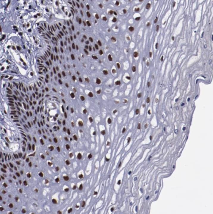 Immunohistochemistry-Paraffin ERH Antibody - BSA Free
