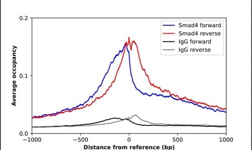 ChIP-Exo-Seq composite graph for Anti-SMAD4 tested in K562 cells. Strand-specific reads (blue: forward, red: reverse) and IgG controls (black: forward, grey: reverse) are plotted against the distance from a composite set of reference binding sites. The antibody exhibits robust target enrichment compared to a non-specific IgG control and precisely reveals its structural organization around the binding site. Data generated by Prof. B. F. Pugh´s Lab at Cornell University.
