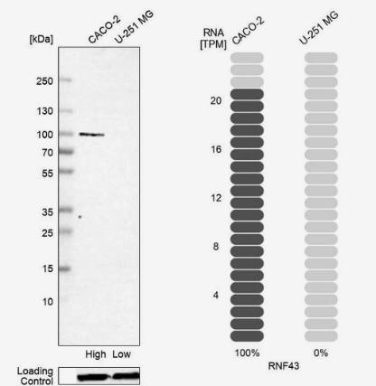 <b>Orthogonal Strategies Validation. </b>Western Blot: RNF43 Antibody [NBP1-85018] -Analysis in human cell lines Caco-2 and U-251MG using Anti-RNF43 antibody. Corresponding RNF43 RNA-seq data are presented for the same cell lines. Loading control: Anti-GAPDH.