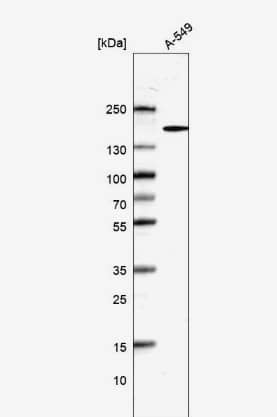 Western Blot: DHX29 Antibody [NBP1-85271] -  Analysis in human cell line A-549.