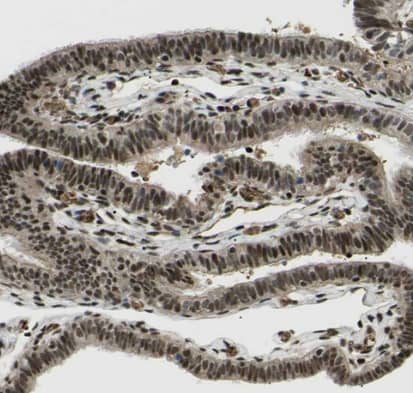 Immunohistochemistry-Paraffin: PRKRIR Antibody [NBP1-85312] - Staining of human fallopian tube shows strong nuclear positivity in glandular cells.