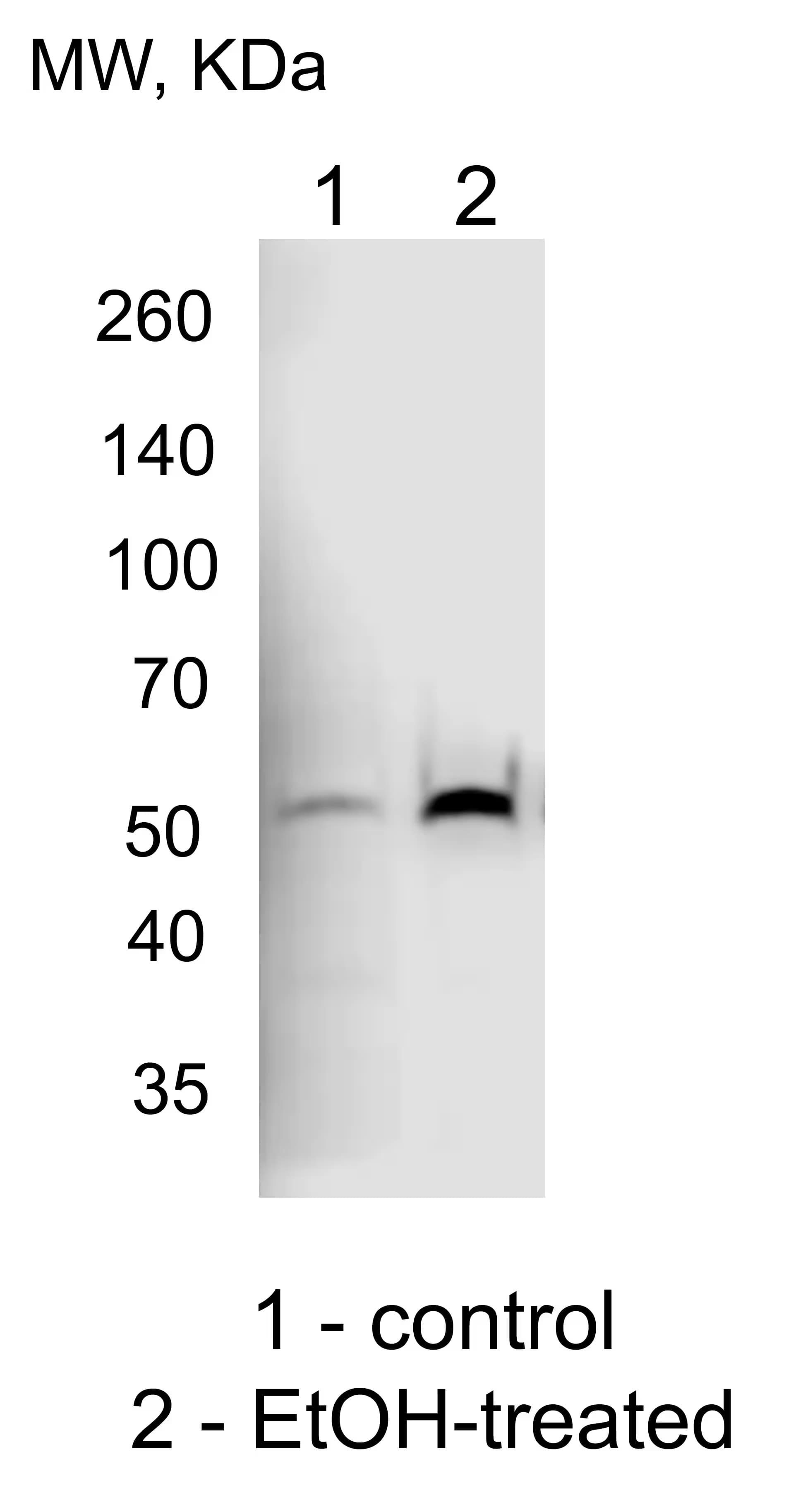 Western Blot: Rabbit Polyclonal Cytochrome P450 2E1 Antibody [NBP1-85367] - Cytochrome P450 2E1 western blot of the lysate of VL-17A cells (Hep G2 cells that stably express both Cytochrome P450 2E1 and ADH): control and treated with EtOH.  Image from a verified customer review.