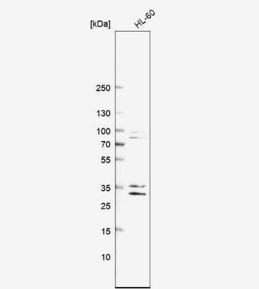 Analysis in human cell line HL-60.