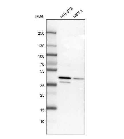 Western Blot: UBLCP1 Antibody [NBP1-85468] -Analysis in mouse cell line NIH-3T3 and rat cell line NBT-II.