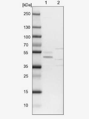 Western Blot DPS Antibody - BSA Free
