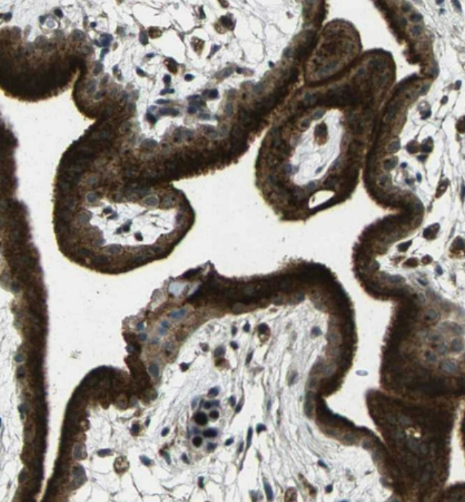 Staining of human placenta shows strong cytoplasmic positivity in trophoblastic cells.