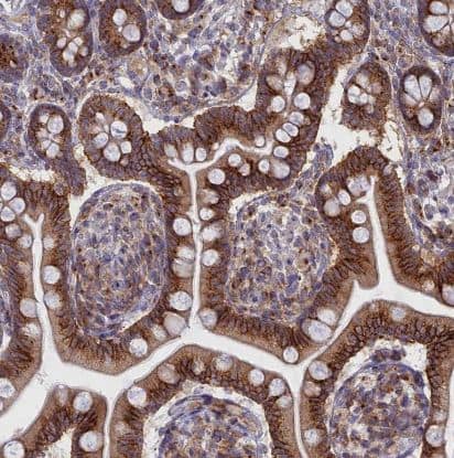 Immunohistochemistry-Paraffin: Clathrin interactor 1 Antibody [NBP1-85570] -Staining of human small intestine shows strong cytoplasmic positivity in glandular cells.