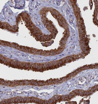 Immunohistochemistry-Paraffin: Clathrin interactor 1 Antibody [NBP1-85570] - Staining of human fallopian tube shows strong cytoplasmic positivity in glandular cells.