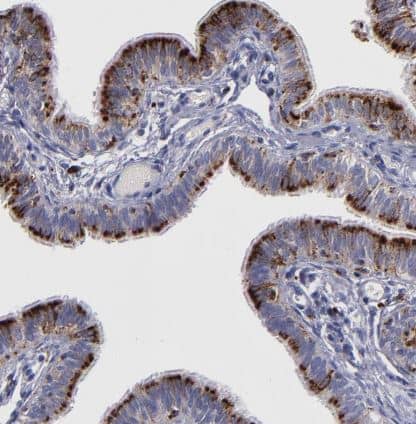 Immunohistochemistry-Paraffin: Cathepsin S Antibody [NBP1-85807] -Staining of human fallopian tube shows strong cytoplasmic granular positivity in glandular cells.