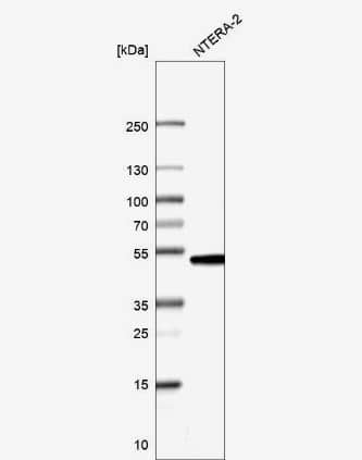 Western Blot: CMAS Antibody [NBP1-85858] -Analysis in human cell line NTERA-2.