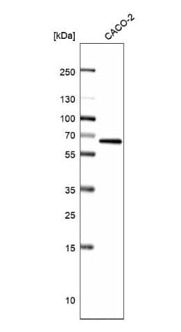 Western Blot: ATE1 Antibody [NBP1-85872] -Analysis in human cell line CACO-2.