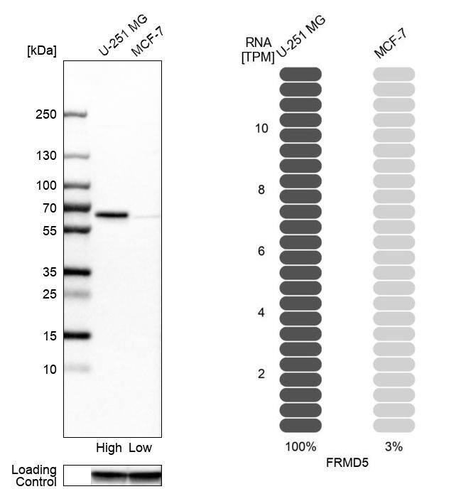 Western Blot: FRMD5 Antibody [NBP1-81206] - Analysis in human cell lines U-251MG and MCF-7. Corresponding RNA-seq data are presented for the same cell lines. Loading control: Anti-GAPDH.