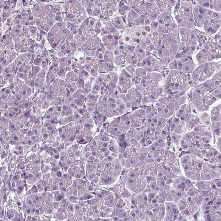 Immunohistochemistry-Paraffin: RFX3 Antibody [NBP1-86301] -Staining of human pancreas shows no positivity in exocrine glandular cells as expected.