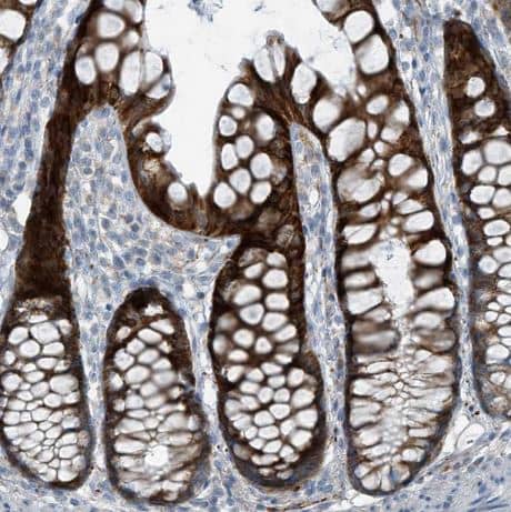 Immunohistochemistry-Paraffin: FAM162A Antibody [NBP1-86792] -Staining of human rectum shows strong granular cytoplasmic positivity in glandular cells.