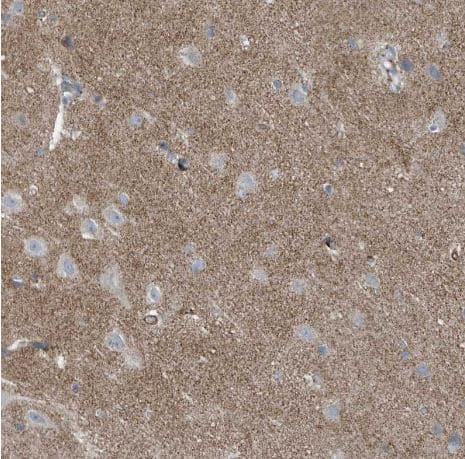 Immunohistochemistry-Paraffin: FAM162A Antibody [NBP1-86792] -Staining of human cerebral cortex shows moderate positivity in neuropil.