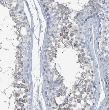 Immunohistochemistry-Paraffin: FAM162A Antibody [NBP1-86792] -Staining of human testis shows moderate granular cytoplasmic positivity in a subset of cells in seminiferous ducts.