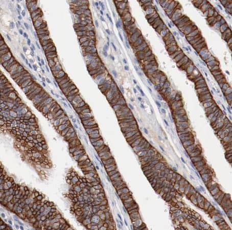 Immunohistochemistry-Paraffin: TSPAN6 Antibody [NBP1-86976] - Staining of human fallopian tube shows strong membranous positivity in glandular cells.