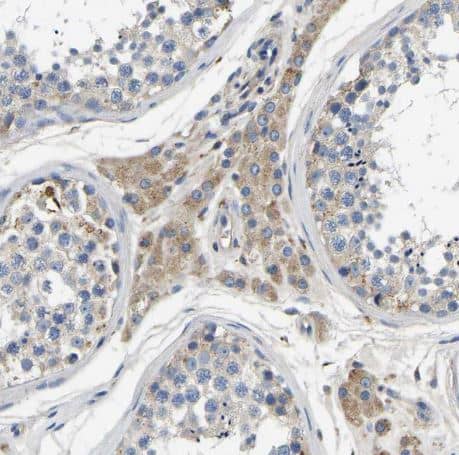 Immunohistochemistry-Paraffin: STAT2 Antibody [NBP1-86991] -Staining of human testis shows moderate cytoplasmic positivity in Leydig cells.