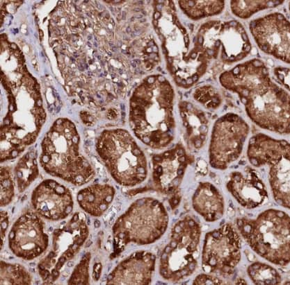 Immunohistochemistry-Paraffin: ST3 beta-Gal alpha-2,3-Sialyltransferase 1/ST3GAL1/SIAT4A Antibody [NBP1-87045] -Staining of human kidney shows strong cytoplasmic positivity in cells in tubules.
