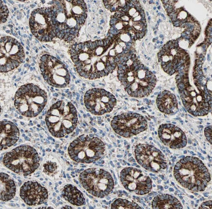 Immunohistochemistry-Paraffin: TST Antibody [NBP1-87147] -Staining of human small intestine shows strong cytoplasm granular positivity in glandular cells.